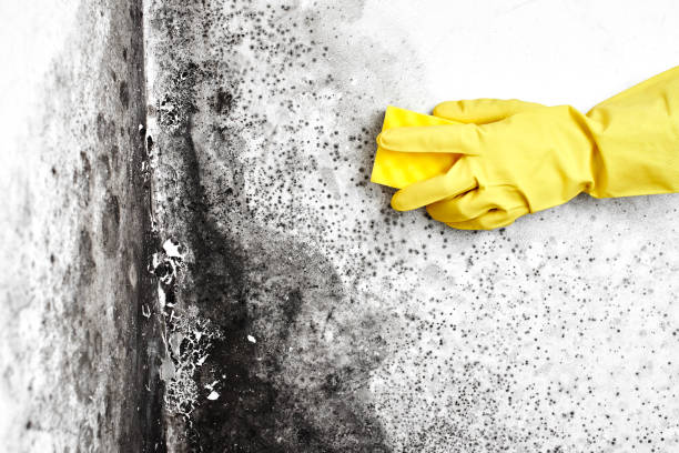 Best Water Damage Restoration  in Red Lick, TX
