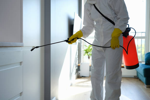 Best Same-Day Mold Removal  in Red Lick, TX