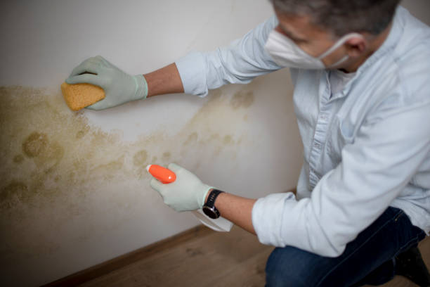 Best Mold Remediation Experts  in Red Lick, TX