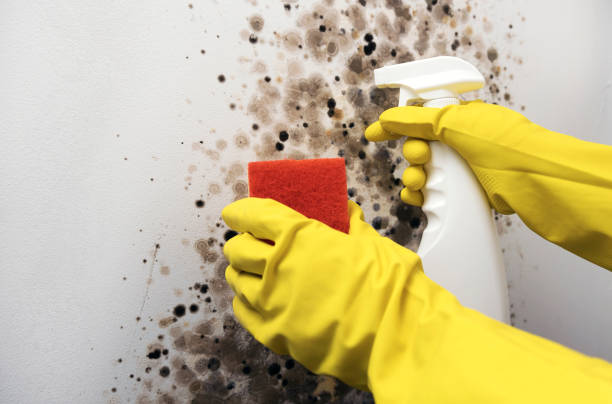 Best Mold Damage Repair  in Red Lick, TX