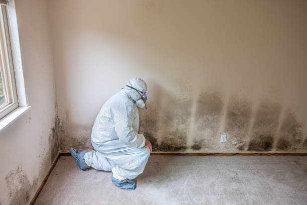 Best Commercial Mold Removal  in Red Lick, TX