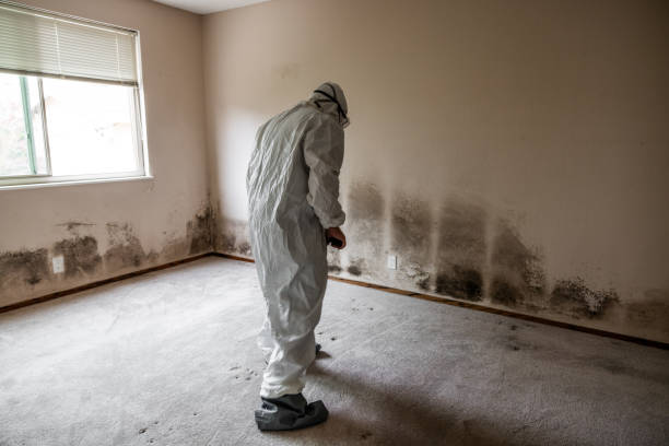 Best Mold Removal Specialists  in Red Lick, TX