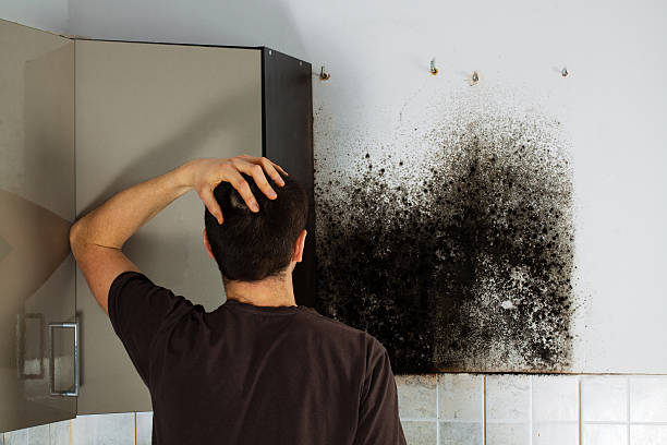Best Mold Removal Company Near Me  in Red Lick, TX